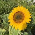 🌻ヒマワリ🌻