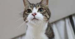 ハンター猫と乱入猫。