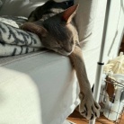 寝相がひどい、ひどすぎる(๑¯◡¯๑)