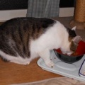猫に小判を与えたら。 埋蔵金：千八百八拾六両　なんで結局ぅそぉ～よぉ・・・。