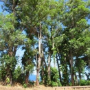 2025年9月27日（土）～10月8日（水）10泊12日マウイ島＆オアフ島の旅日記＜カウマヒナ州立ウェイサイド公園＞