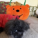 カボチャのぬいぐるみ