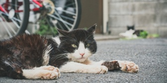 ネコ好きな友人は猫を見るたびに写真を撮る。ネコがいるからって普通に他人の家の庭とかも撮ってて引くんだけど…