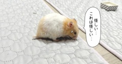 今日のプリンとうさぎのルリ(9/9追記)