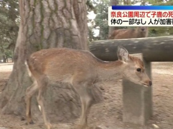 東大寺・興福寺境内で体の一部がない子鹿の死骸4体発見　人為的とのことで批判殺到
