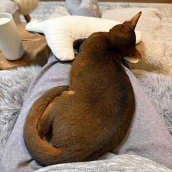 股の間のりす、飼い主試練の時間