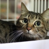 『6月24日(土)~25日(日)は譲渡会です』の画像