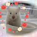 食器にinシリーズ