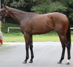 今週の勝ち馬紹介＆2024年産募集馬（2歳馬）出資申込締め切り