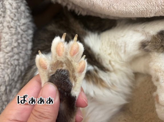 肉球LOVE❤️
