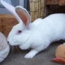 3月21日のももちゃん