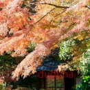 横浜金沢区の紅葉