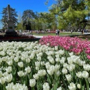 レマン湖畔のチューリップ祭り🇨🇭 in モルジュ(Morges)