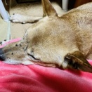 またまた！わちゃわちゃドッグラン