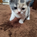 店長の犬猫な日々　山形ペットショップ　店長　ブログ