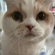 不機嫌になる理由は猫も人間も同じかも