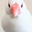 文鳥の足に血が！？
