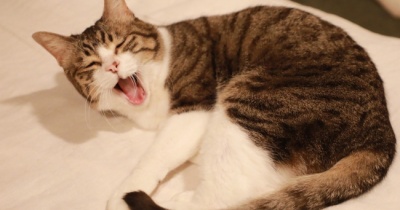 いつも通りの猫ら。