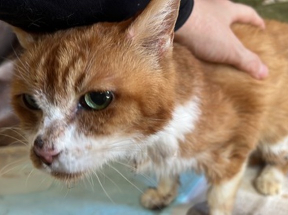 女王猫、初めて噛む　20251216