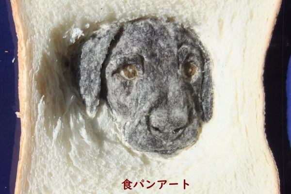 食パンの窓 犬