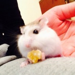 キキララ の まいにち