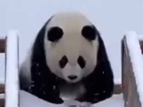 雪が降ったらこれが一番楽しい。頭からズサァアァァ～！ → 滑り台でこうなります…