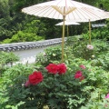 花の寺　長谷寺へ3