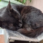馴れていない成猫の幸せへの道