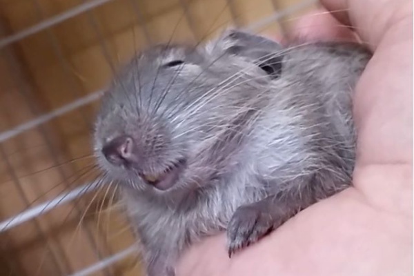 でぐめせん デグーのごはん