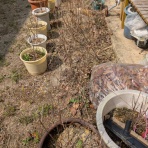 ホーリーバジルの縁結び