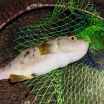 三浦半島週末磯釣りのブログblog