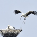 コウノトリ