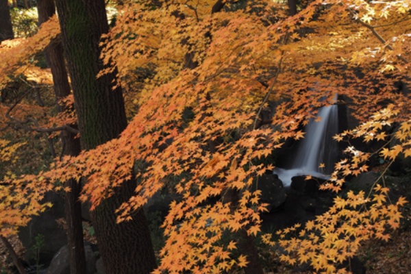 北の丸公園の最後の紅葉 よくある株の日記２