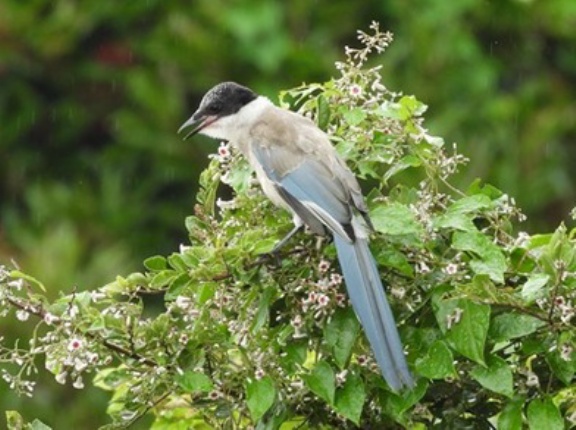 2026年9月10日の野鳥公園